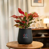 Aglaonema Lipstick Plant in a matte black pot, perfect for modern interiors. Low-maintenance plant with vibrant red-green foliage.